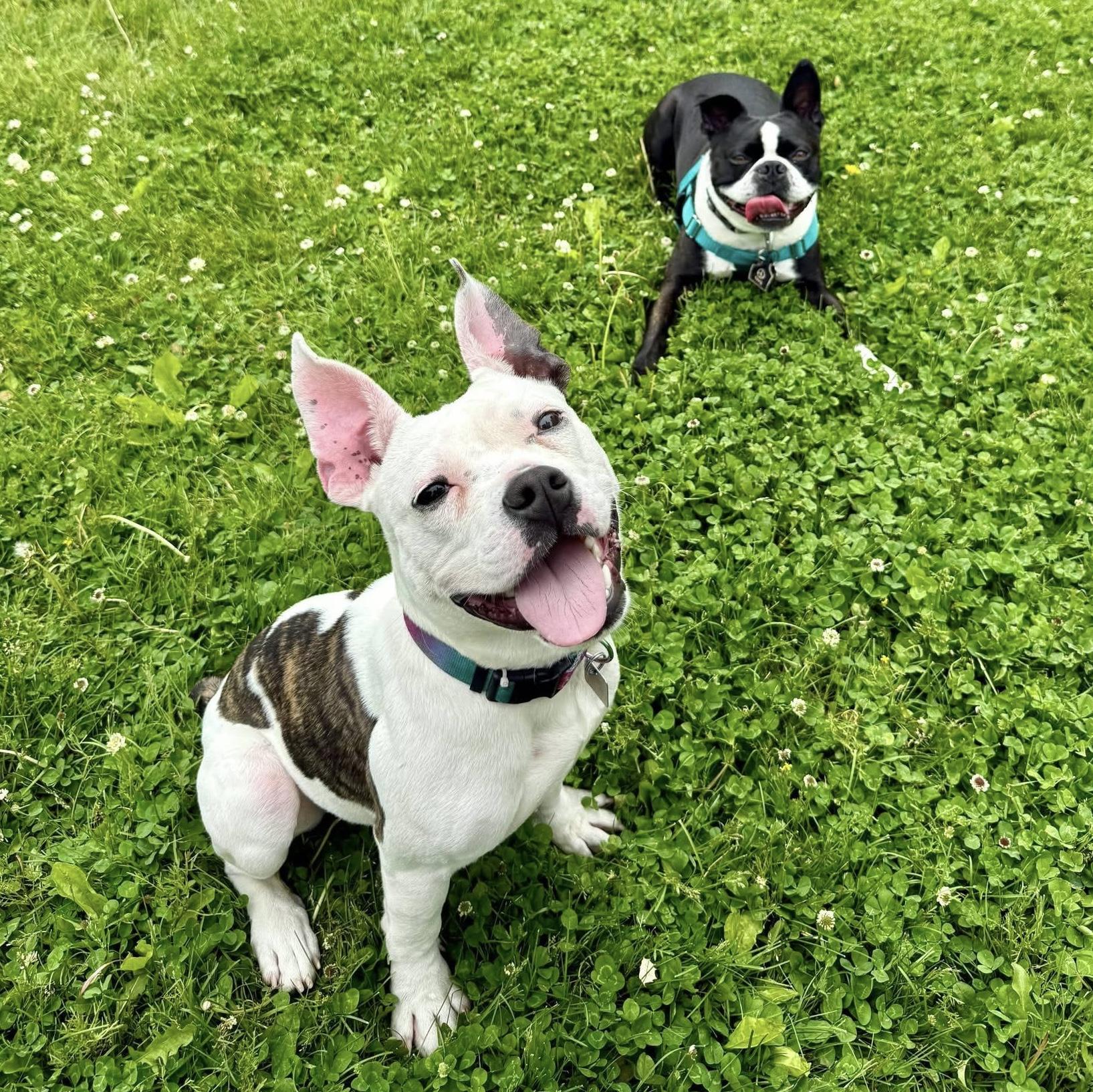 Enlarge Chex, a ADOPTABLE mixed breed in Elizabethtown, PA image 5/6