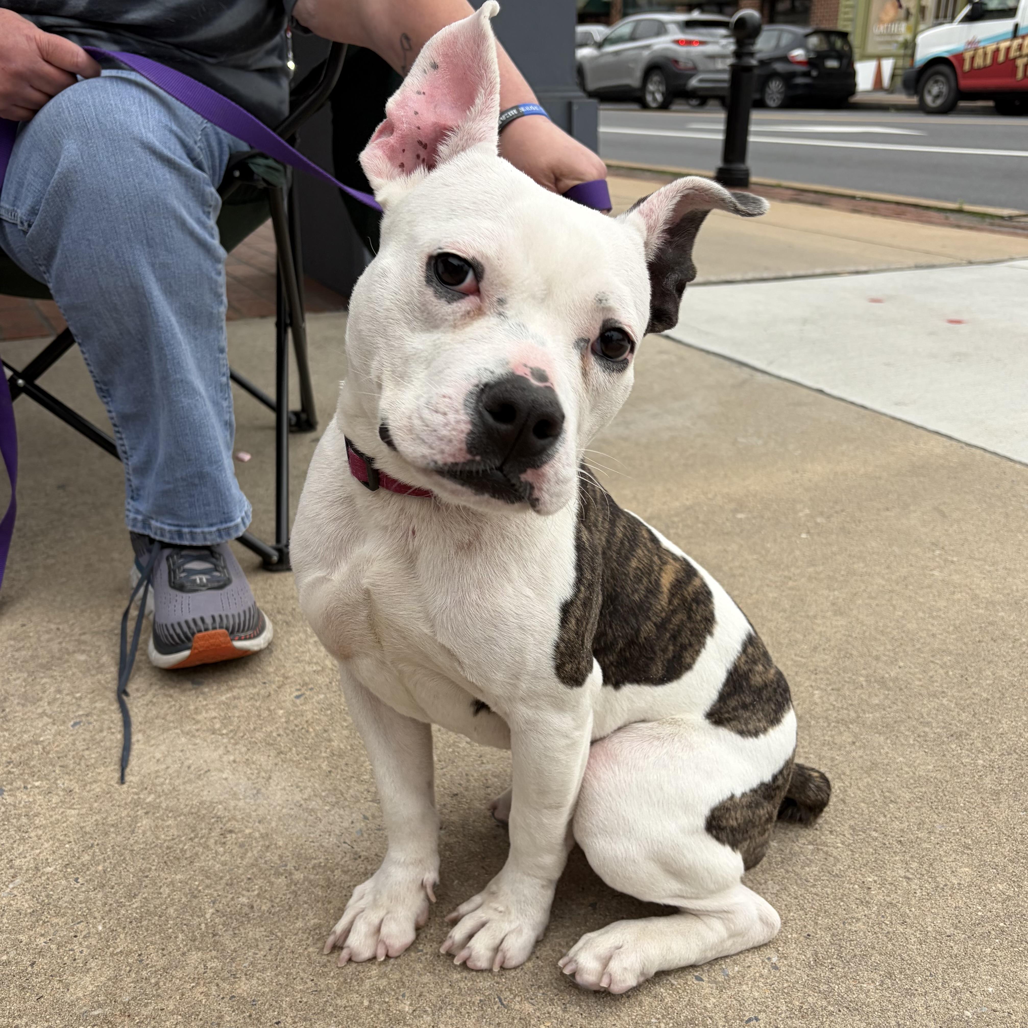 Enlarge Chex, a ADOPTABLE mixed breed in Elizabethtown, PA image 2/6
