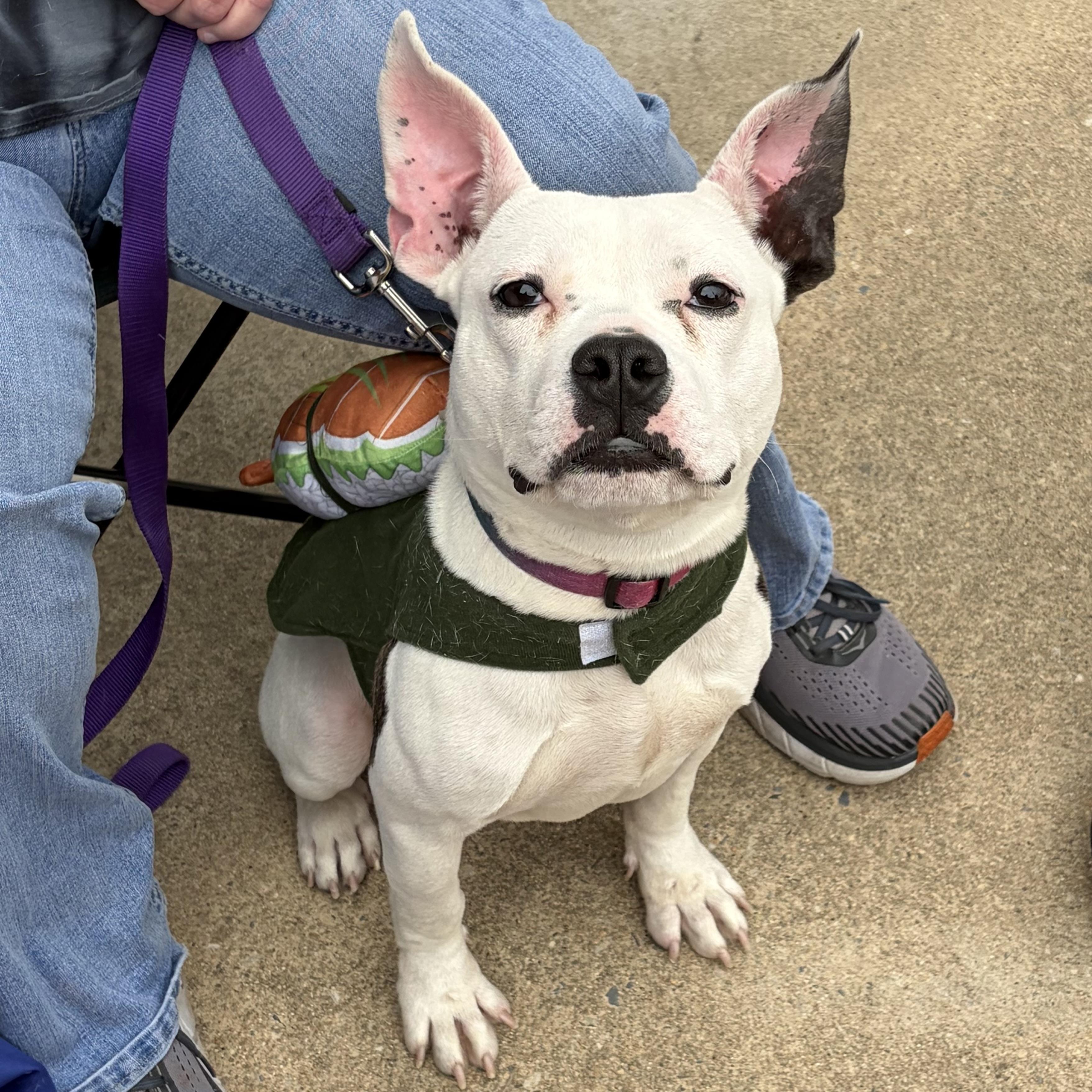 Enlarge Chex, a ADOPTABLE mixed breed in Elizabethtown, PA image 3/6