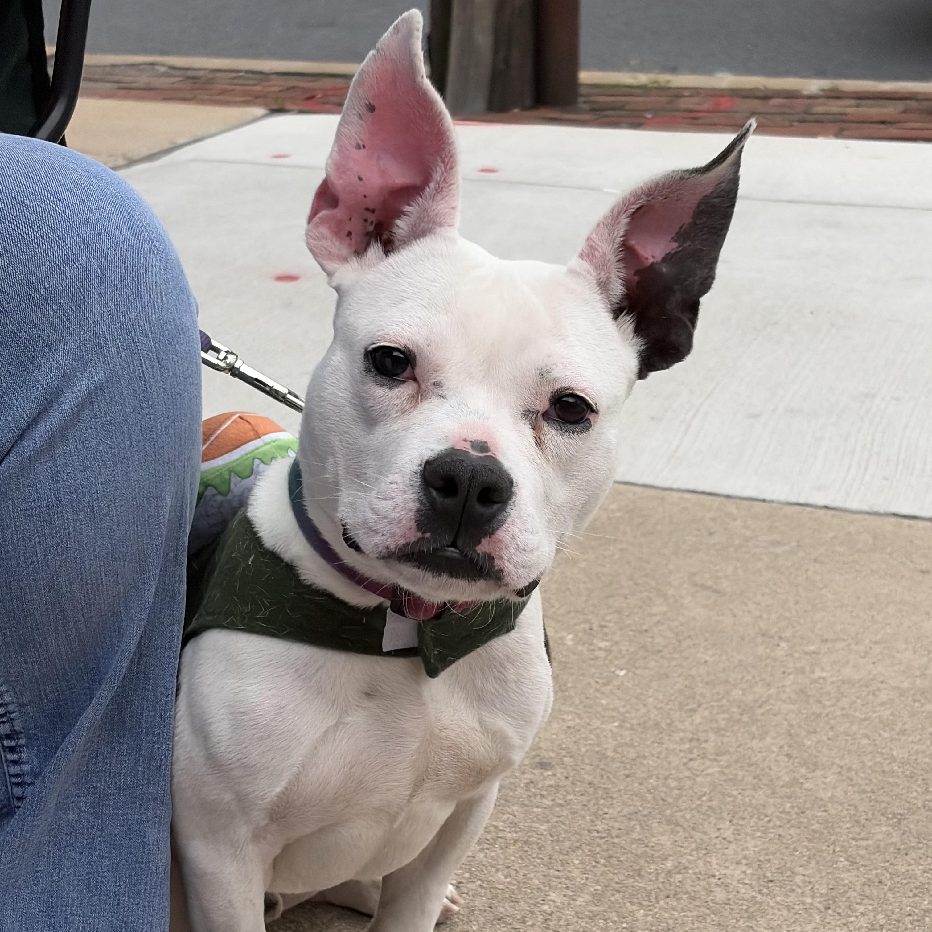 Enlarge Chex, a ADOPTABLE mixed breed in Elizabethtown, PA image 1/6