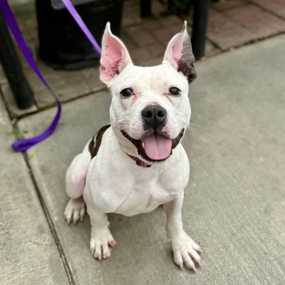Enlarge Chex, a ADOPTABLE mixed breed in Elizabethtown, PA image 6/6