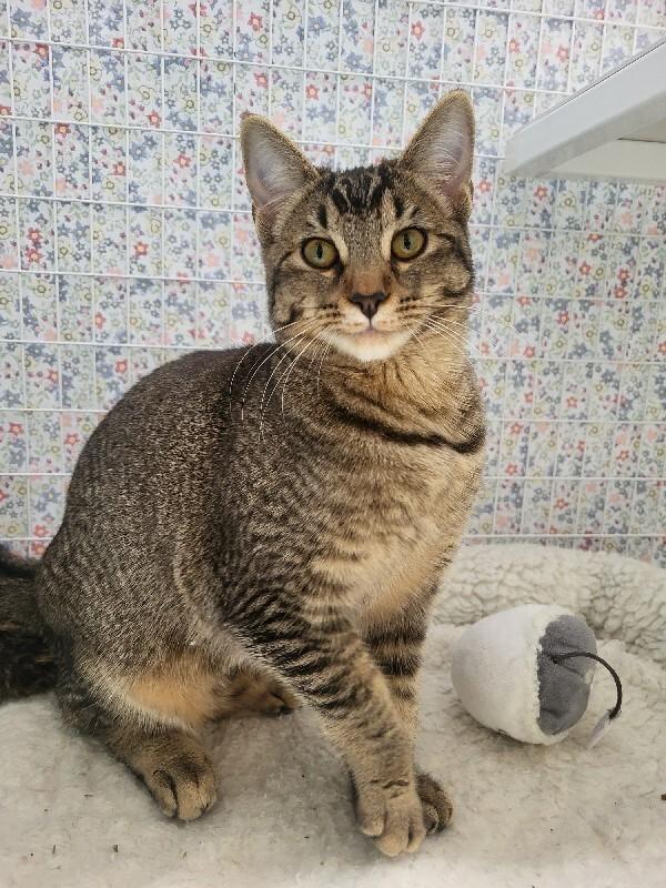 Madison, Adoptable, Young Female Domestic Short Hair.