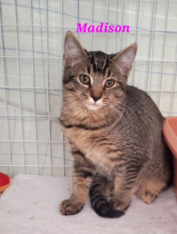Enlarge Madison, a Adoptable Domestic Short Hair in Diamond Springs, CA image 2/2