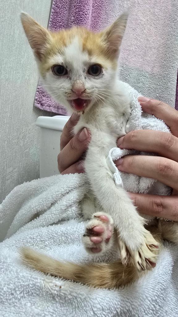 Fluffer Nutter, Adoptable, Kitten Male Domestic Short Hair.
