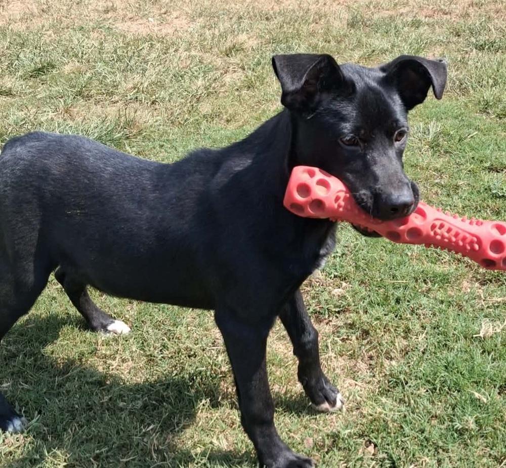 Enlarge INDIE, a Adoptable mixed breed in Lexington, TN image 1/2