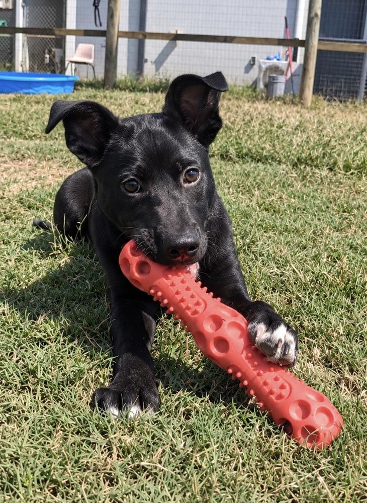 Enlarge INDIE, a Adoptable mixed breed in Lexington, TN image 2/2