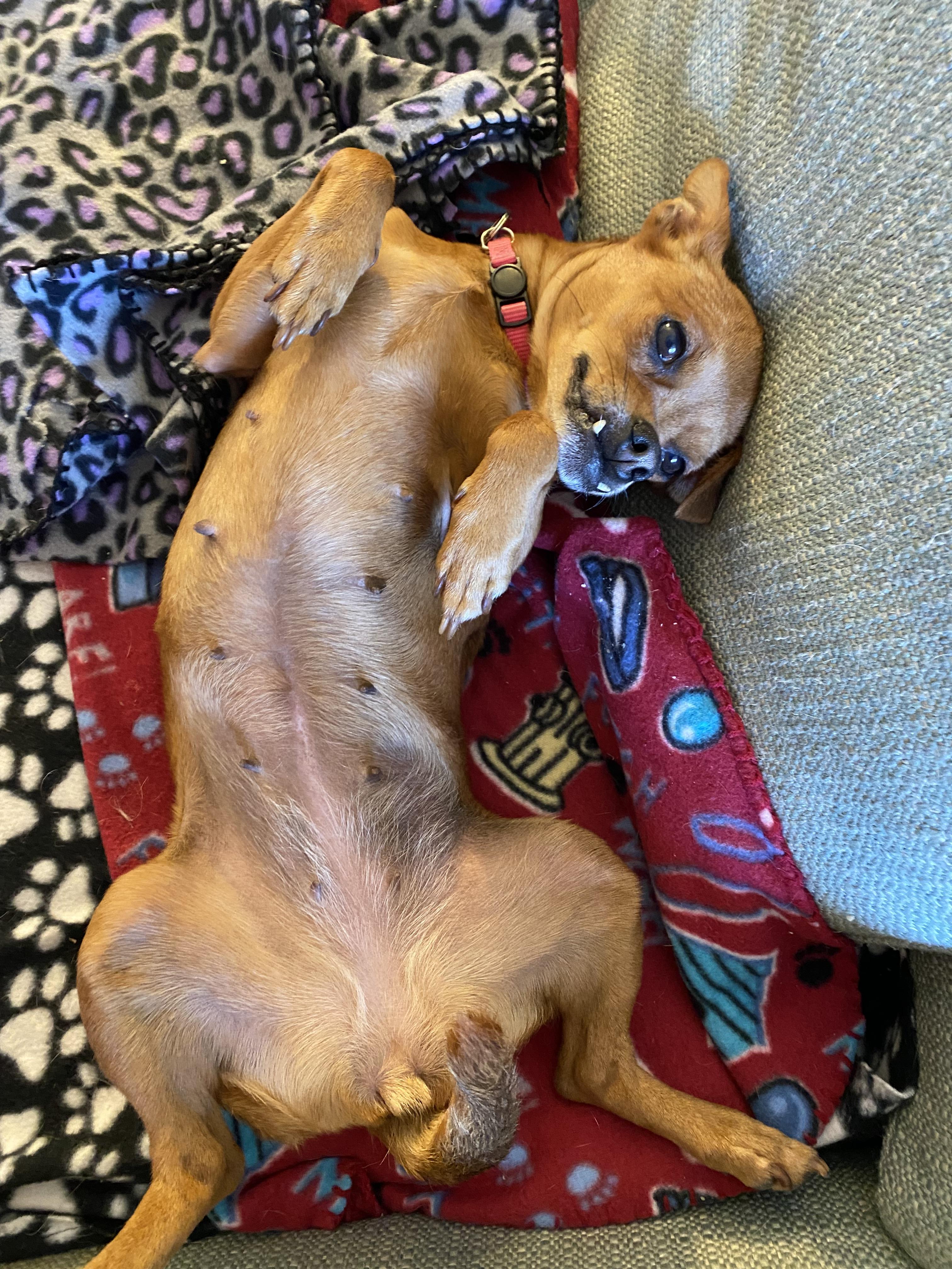 Belle, an adoptable Chihuahua, Terrier in Santa Rosa, CA, 95401 | Photo Image 3
