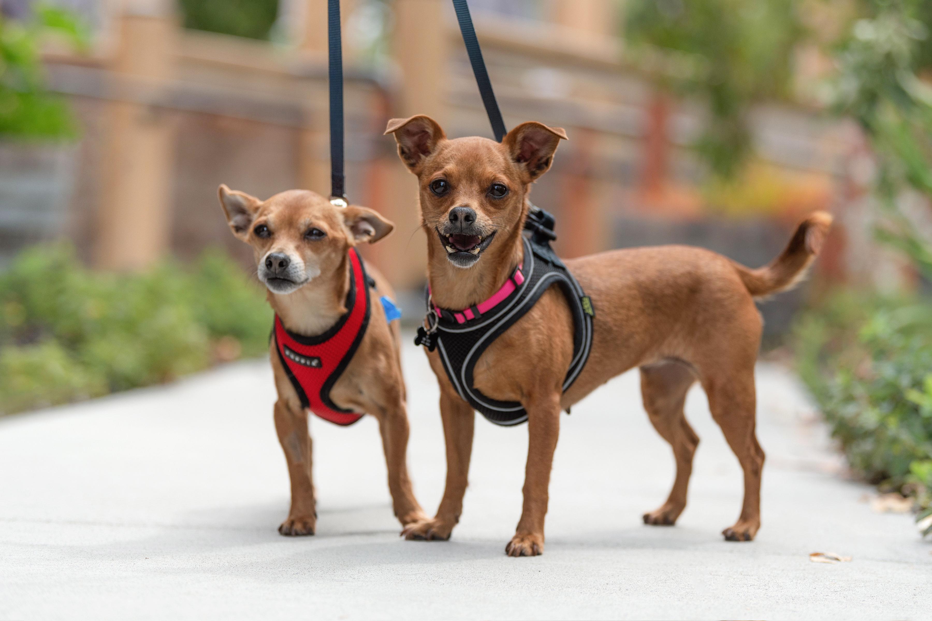 Belle, an adoptable Chihuahua, Terrier in Santa Rosa, CA, 95401 | Photo Image 5