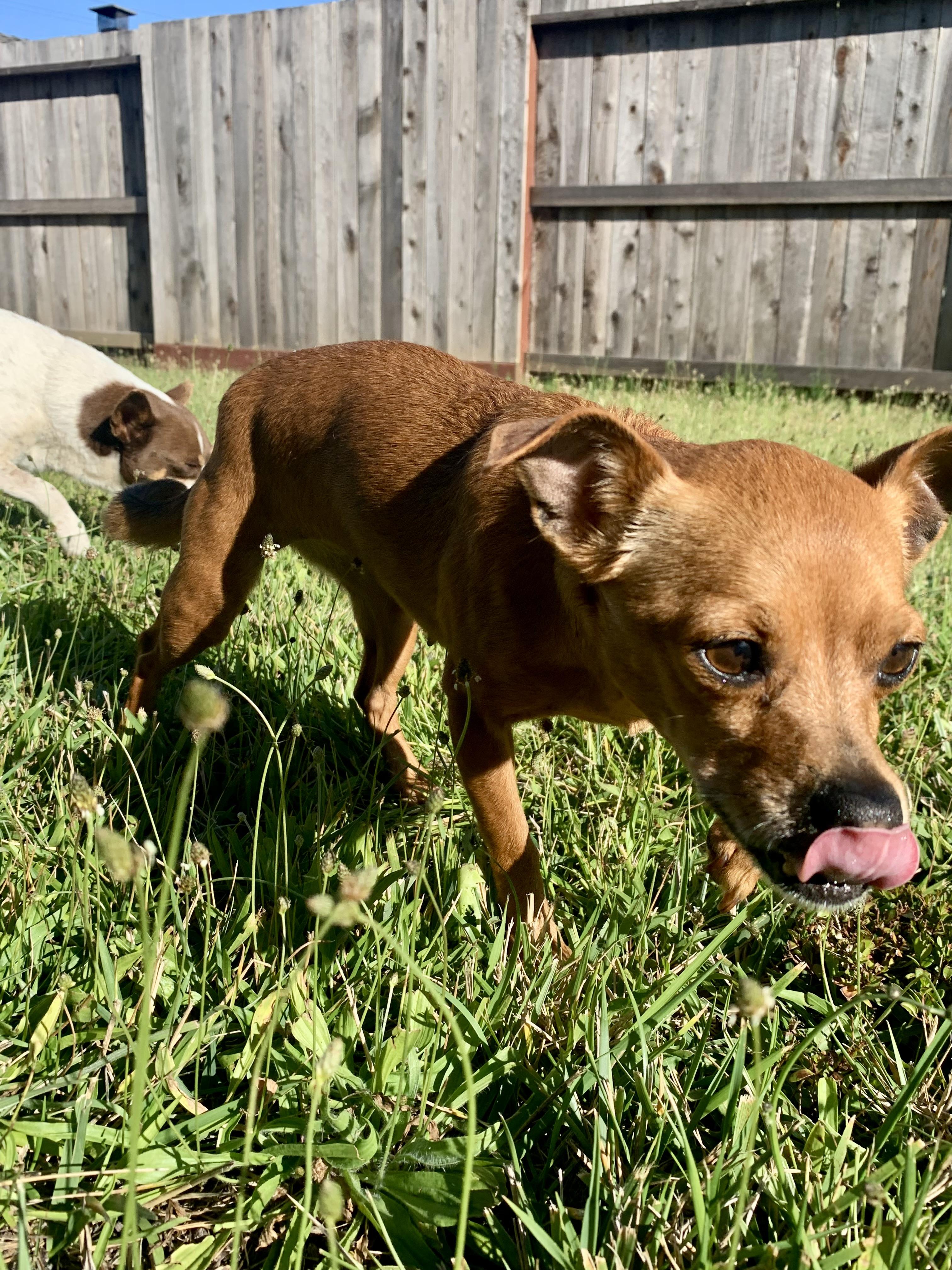 Belle, an adoptable Chihuahua, Terrier in Santa Rosa, CA, 95401 | Photo Image 1