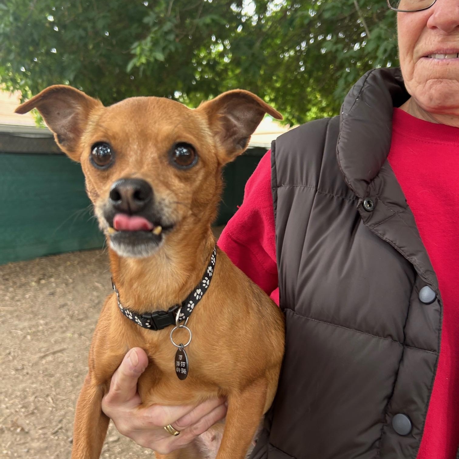 Belle, an adoptable Chihuahua, Terrier in Santa Rosa, CA, 95401 | Photo Image 6