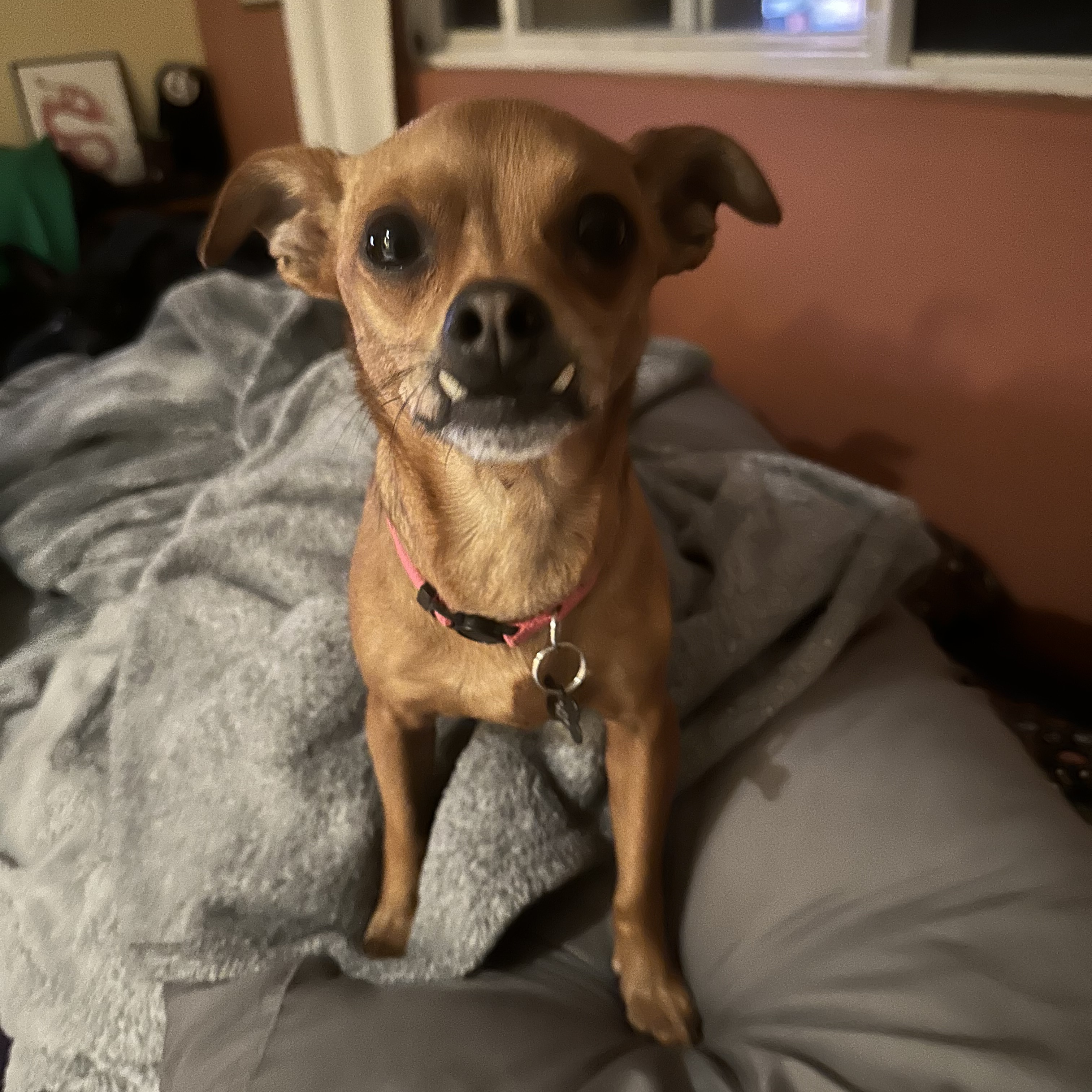 Belle, an adoptable Chihuahua, Terrier in Santa Rosa, CA, 95401 | Photo Image 4
