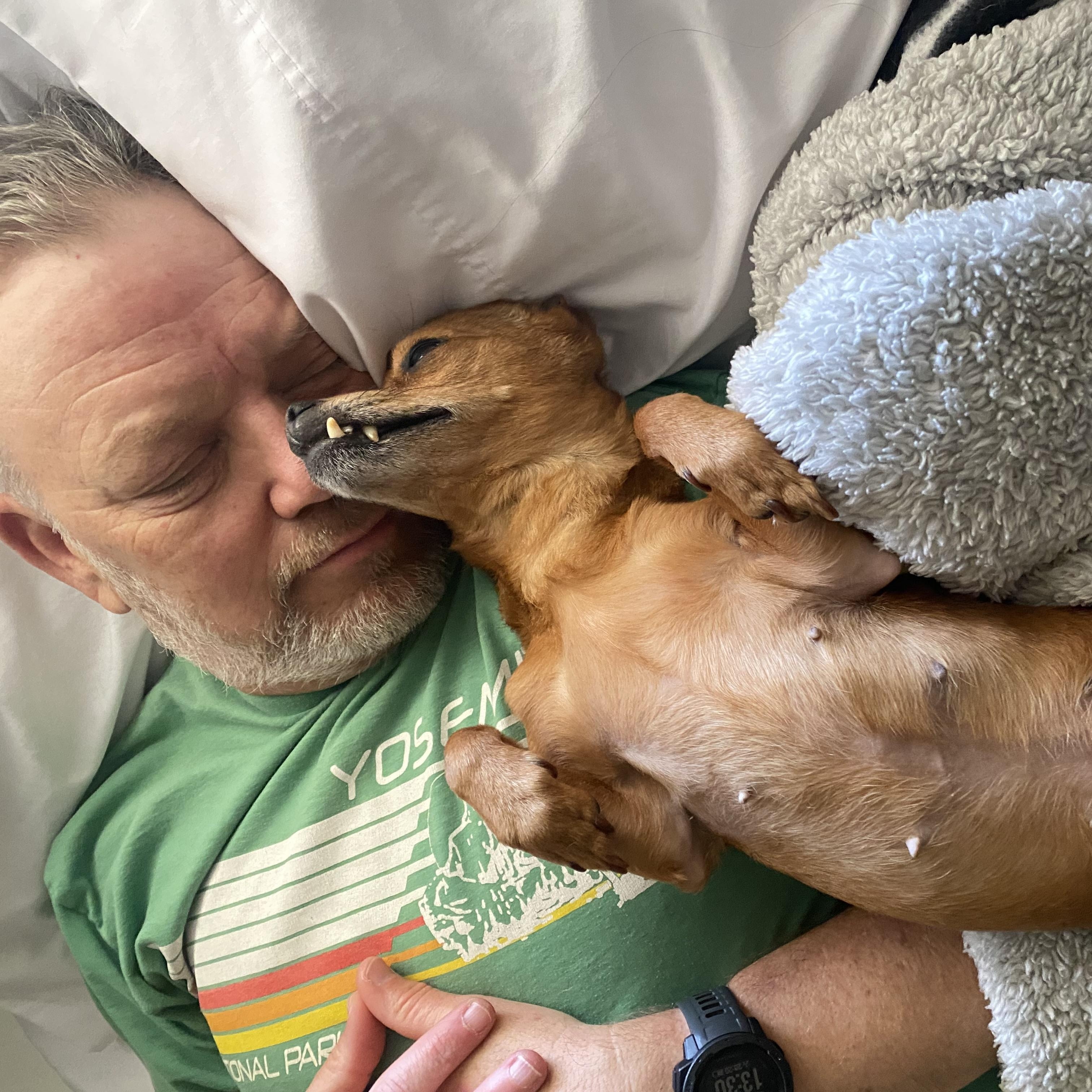 Belle, an adoptable Chihuahua, Terrier in Santa Rosa, CA, 95401 | Photo Image 2