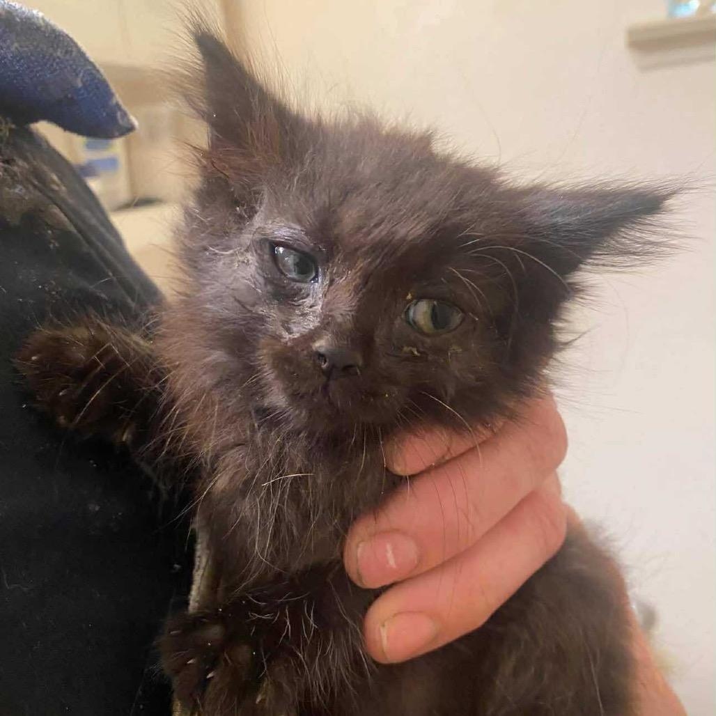 Rosie the Riveter, Adoptable, Young Female Domestic Long Hair.