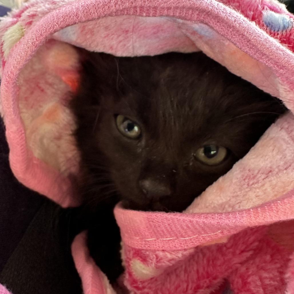 Rosie the Riveter, a Adoptable Domestic Long Hair in Suisun City, CA image 3/5