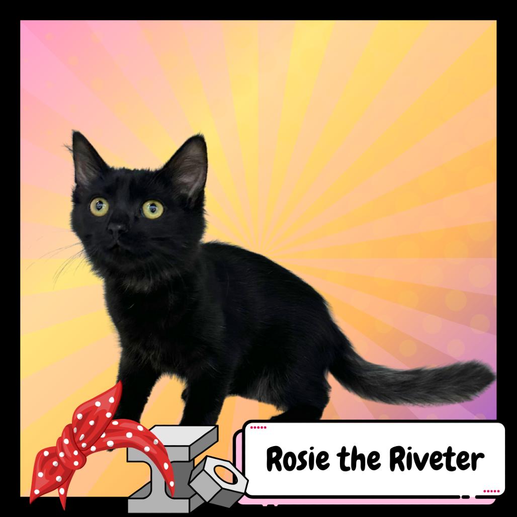 Rosie the Riveter, a Adoptable Domestic Long Hair in Suisun City, CA image 4/5
