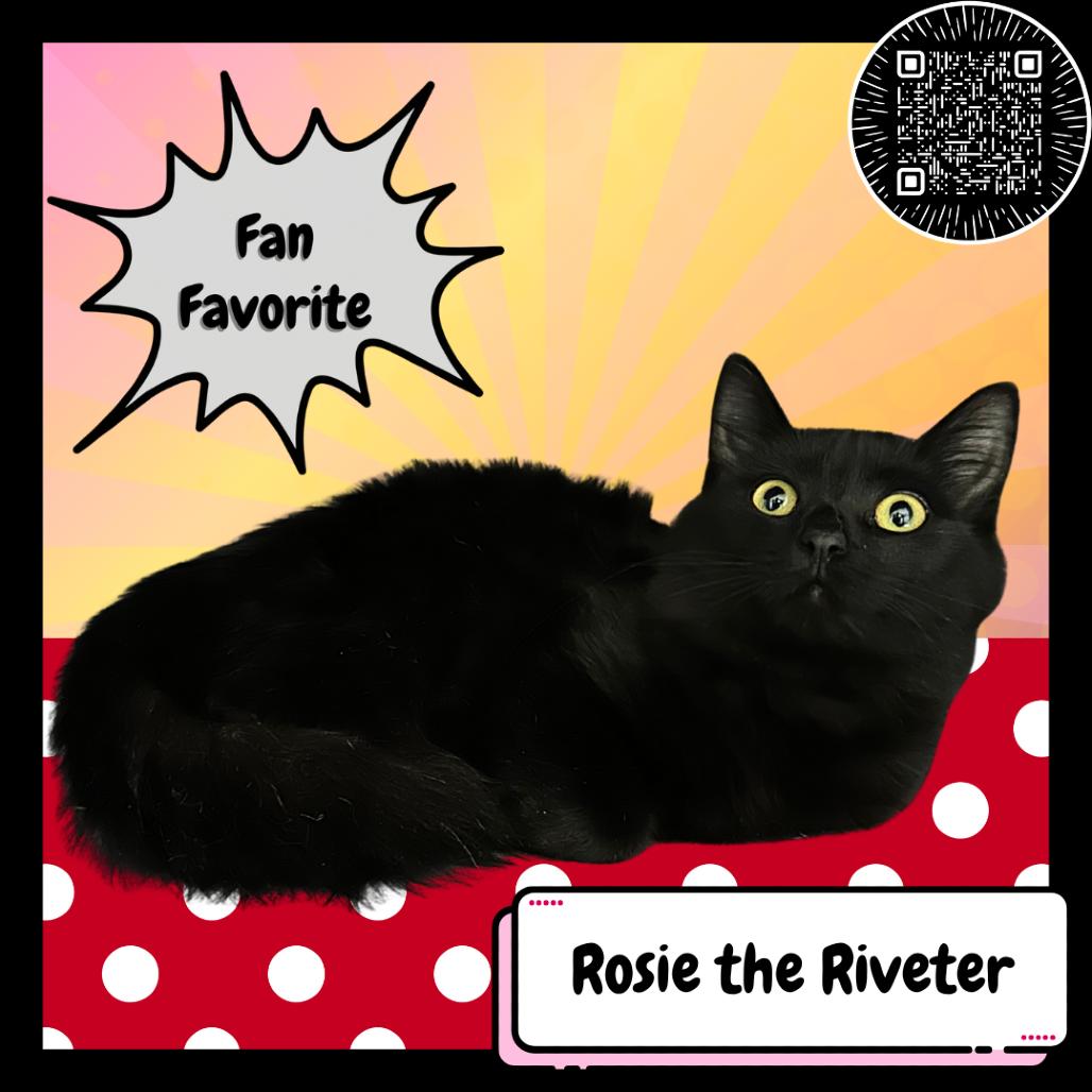 Enlarge Rosie the Riveter, a Adoptable Domestic Long Hair in Suisun City, CA image 2/5