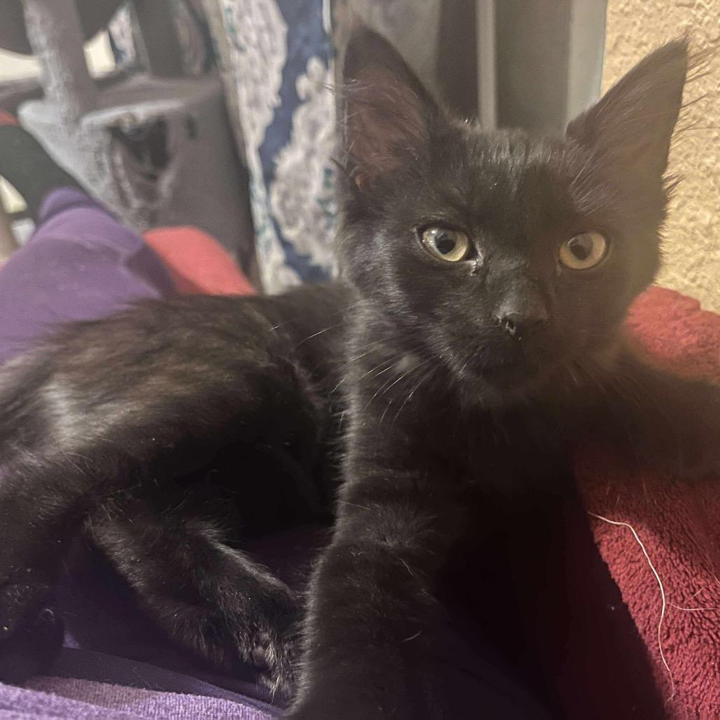 Enlarge Rosie the Riveter, a Adoptable Domestic Long Hair in Suisun City, CA image 4/5