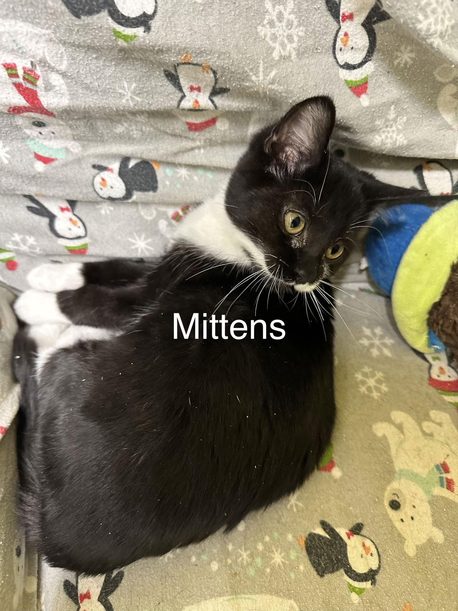 Enlarge Mittens, a Adopted Domestic Short Hair in Stover, MO image 1/2