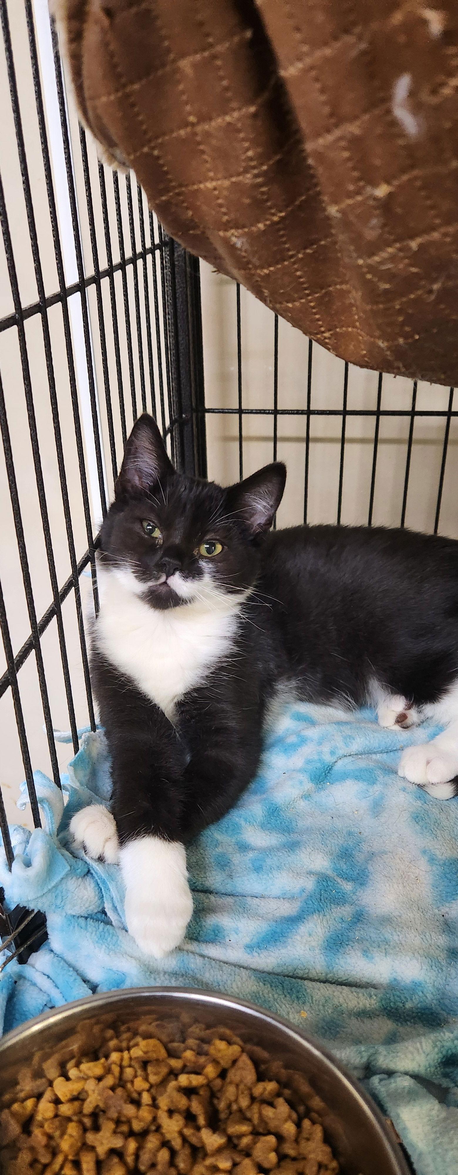 Enlarge Mittens, a Adopted Domestic Short Hair in Stover, MO image 2/2