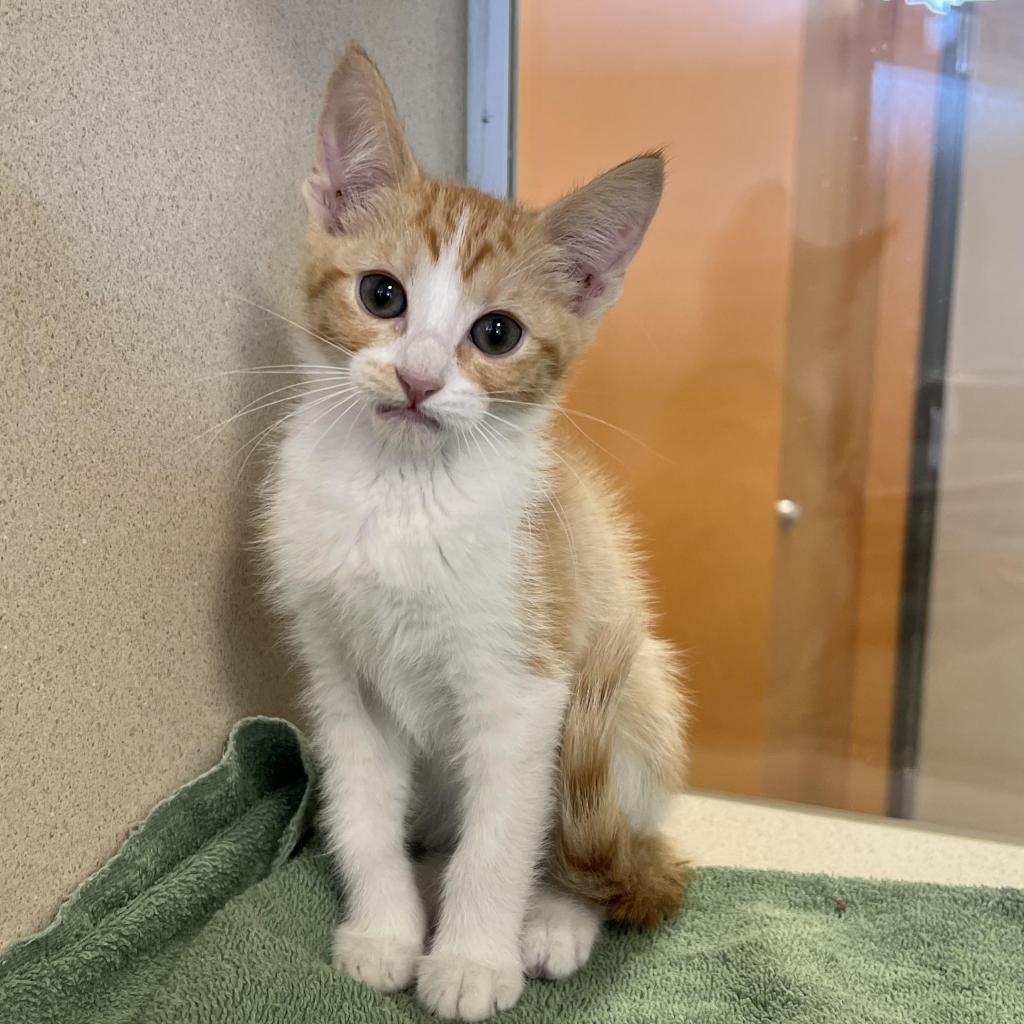 Gretel (Meli (22-2z-2)), a Adoptable Domestic Short Hair in Rifle, CO image 1/3