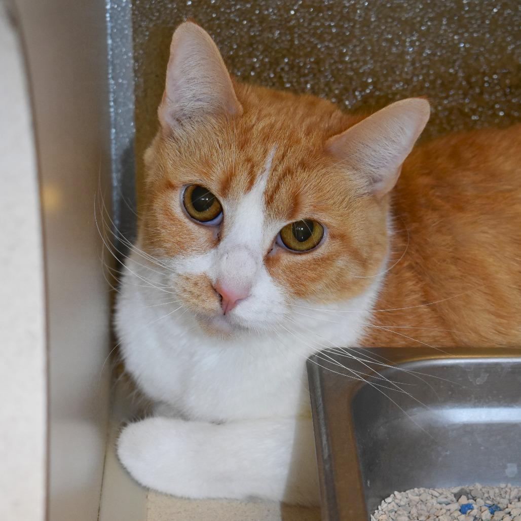 Gretel (Meli (22-2z-2)), a Adoptable Domestic Short Hair in Rifle, CO image 2/3