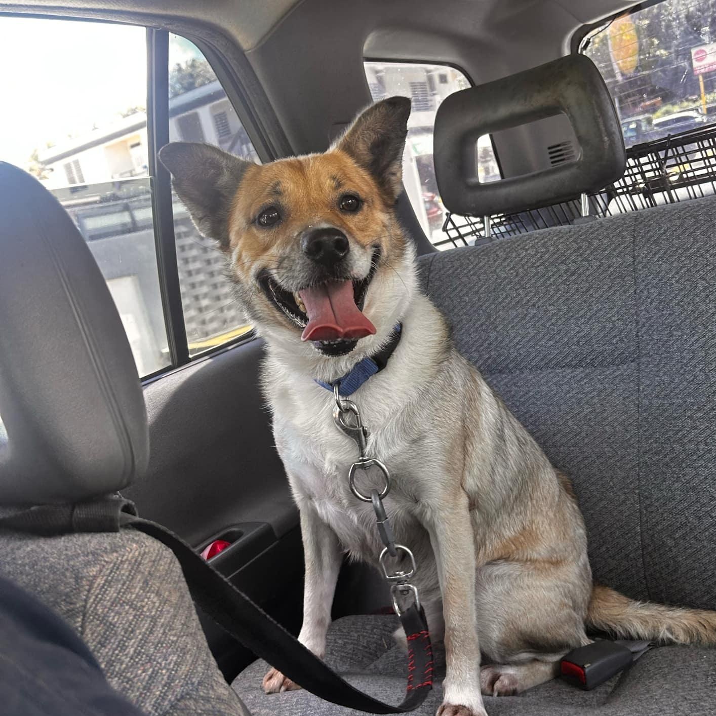 Enlarge SNOOPY “Little Peanut”, a Adoptable Terrier in Annapolis , MD image 2/6