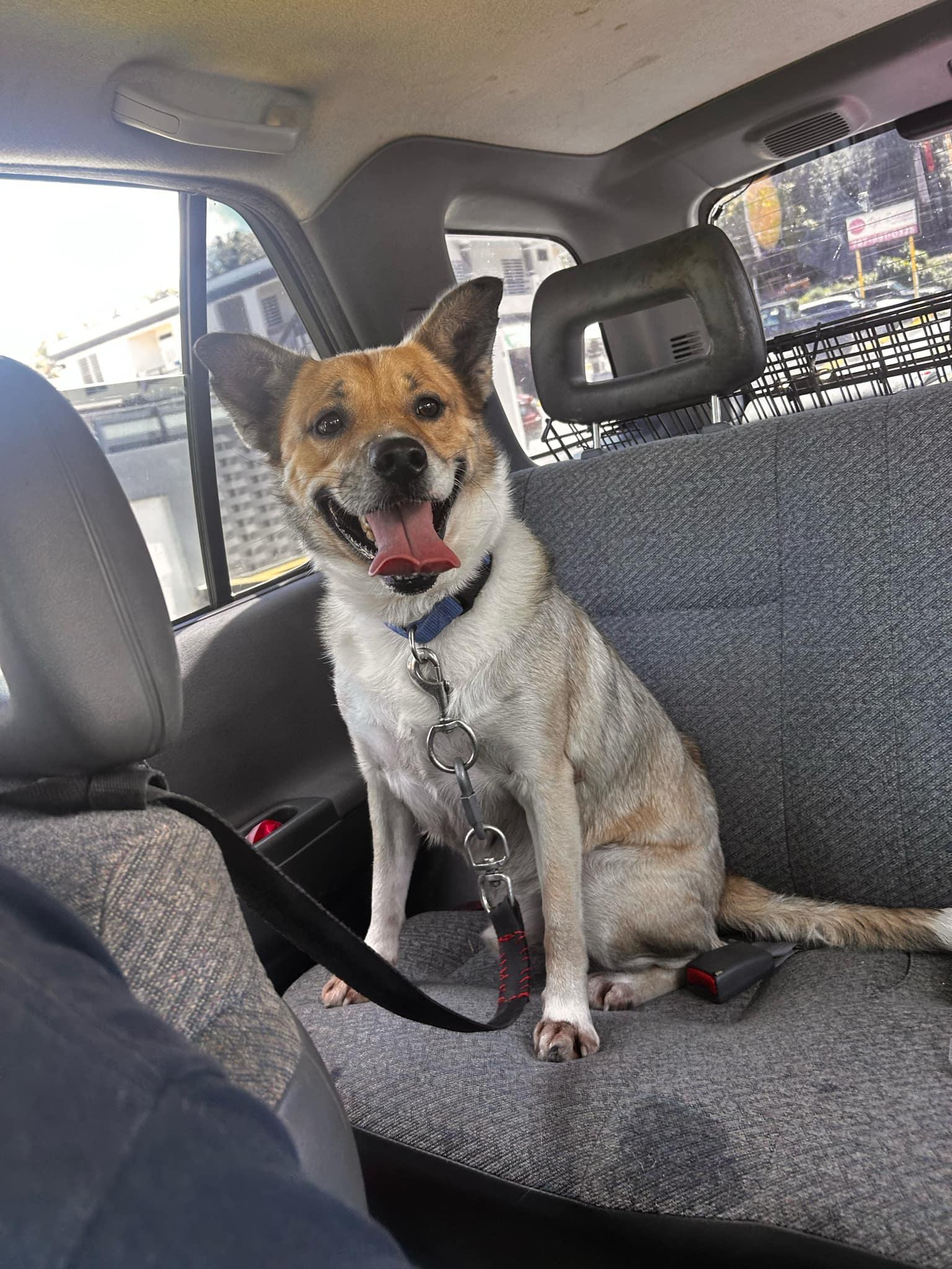 Enlarge SNOOPY “Little Peanut”, a Adoptable Terrier in Annapolis , MD image 1/5