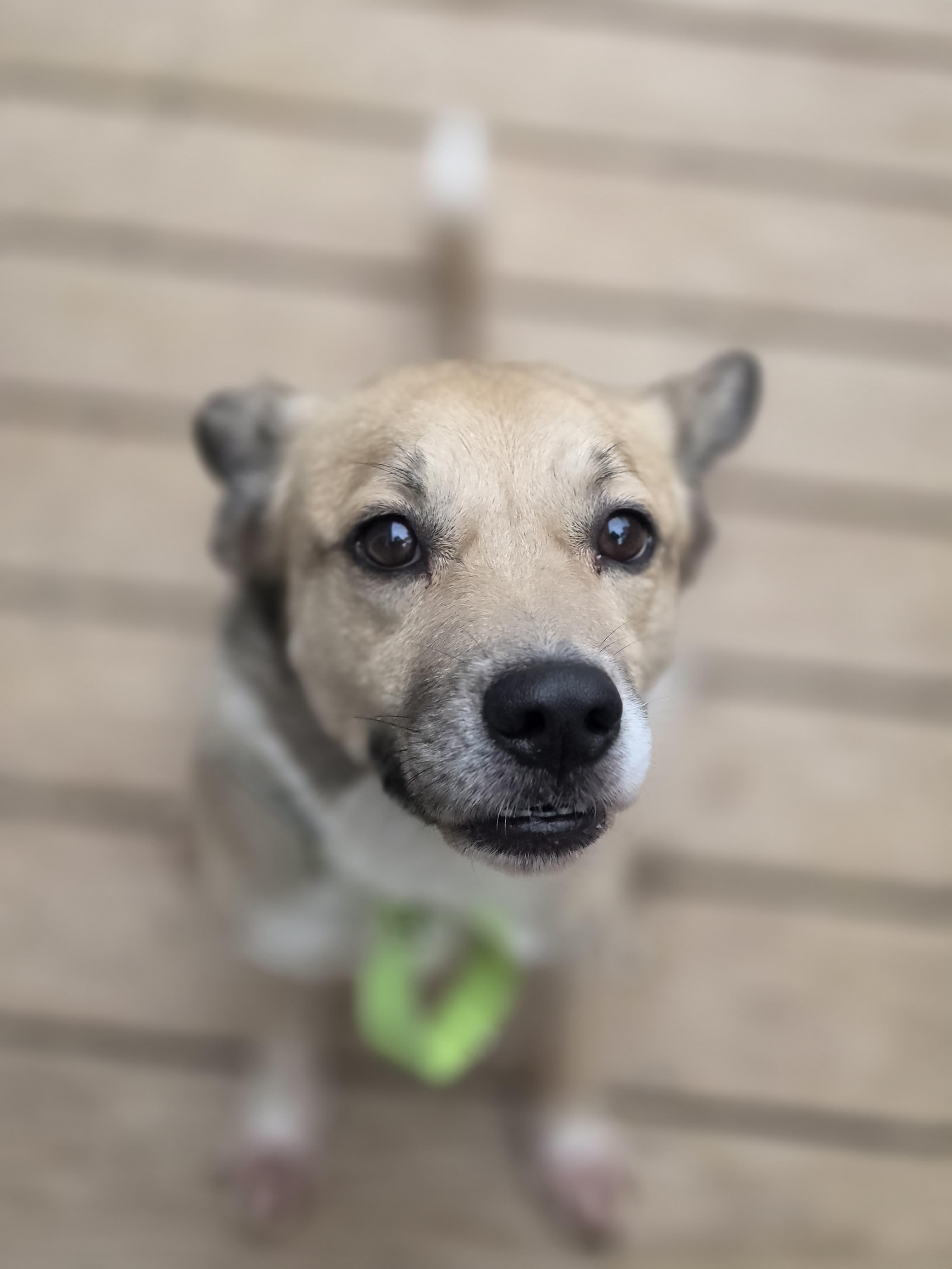 Snoopy, Adoptable, Young Male Terrier.