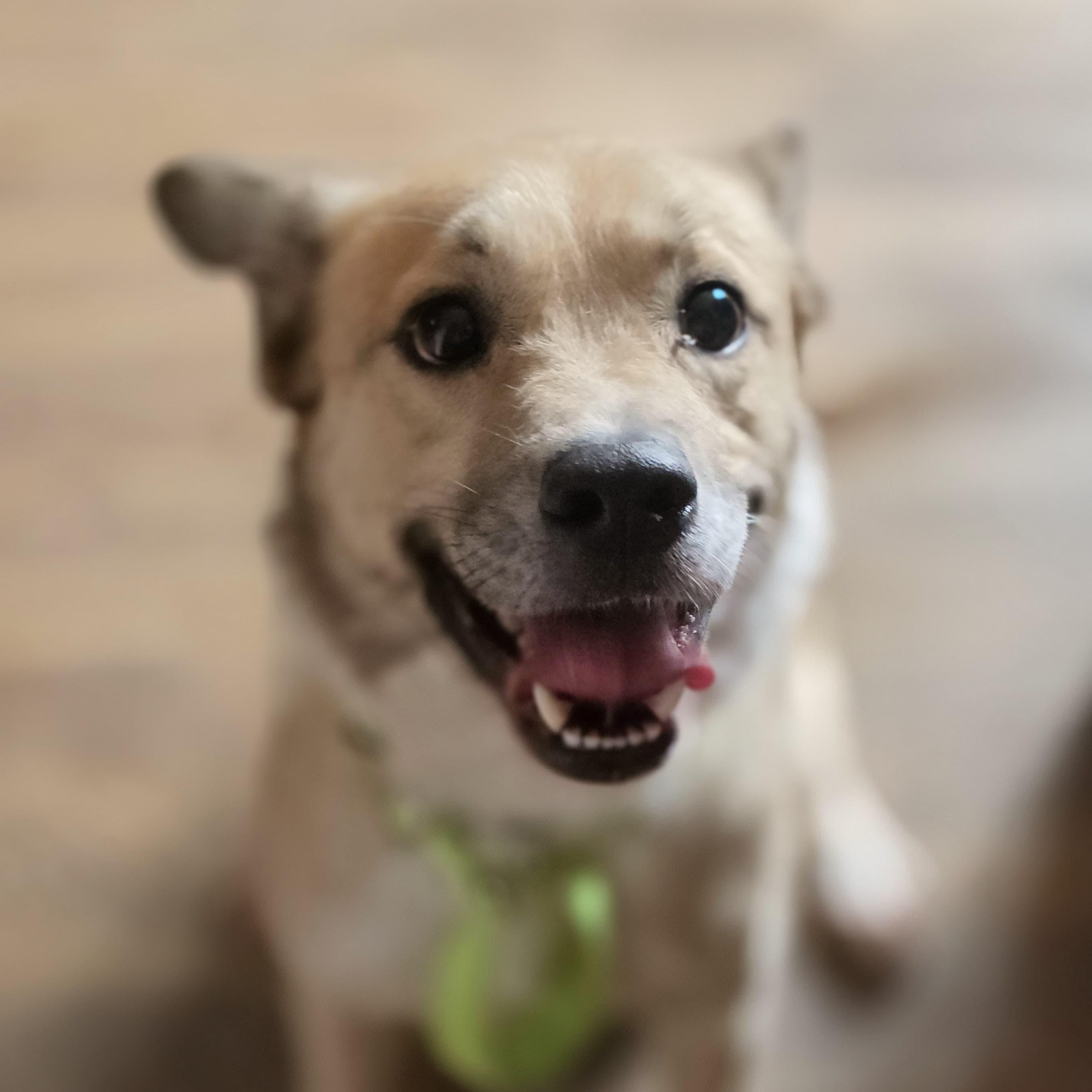 Snoopy, Adoptable, Young Male Terrier.