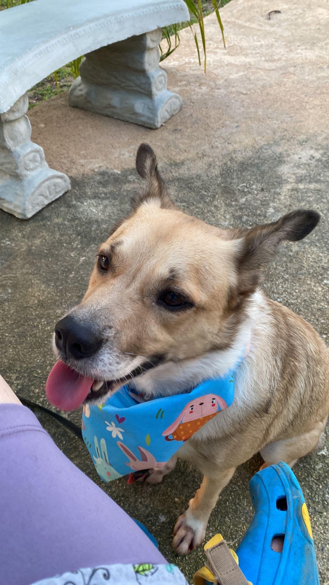 Enlarge SNOOPY “Little Peanut”, a Adoptable Terrier in Annapolis , MD image 2/5