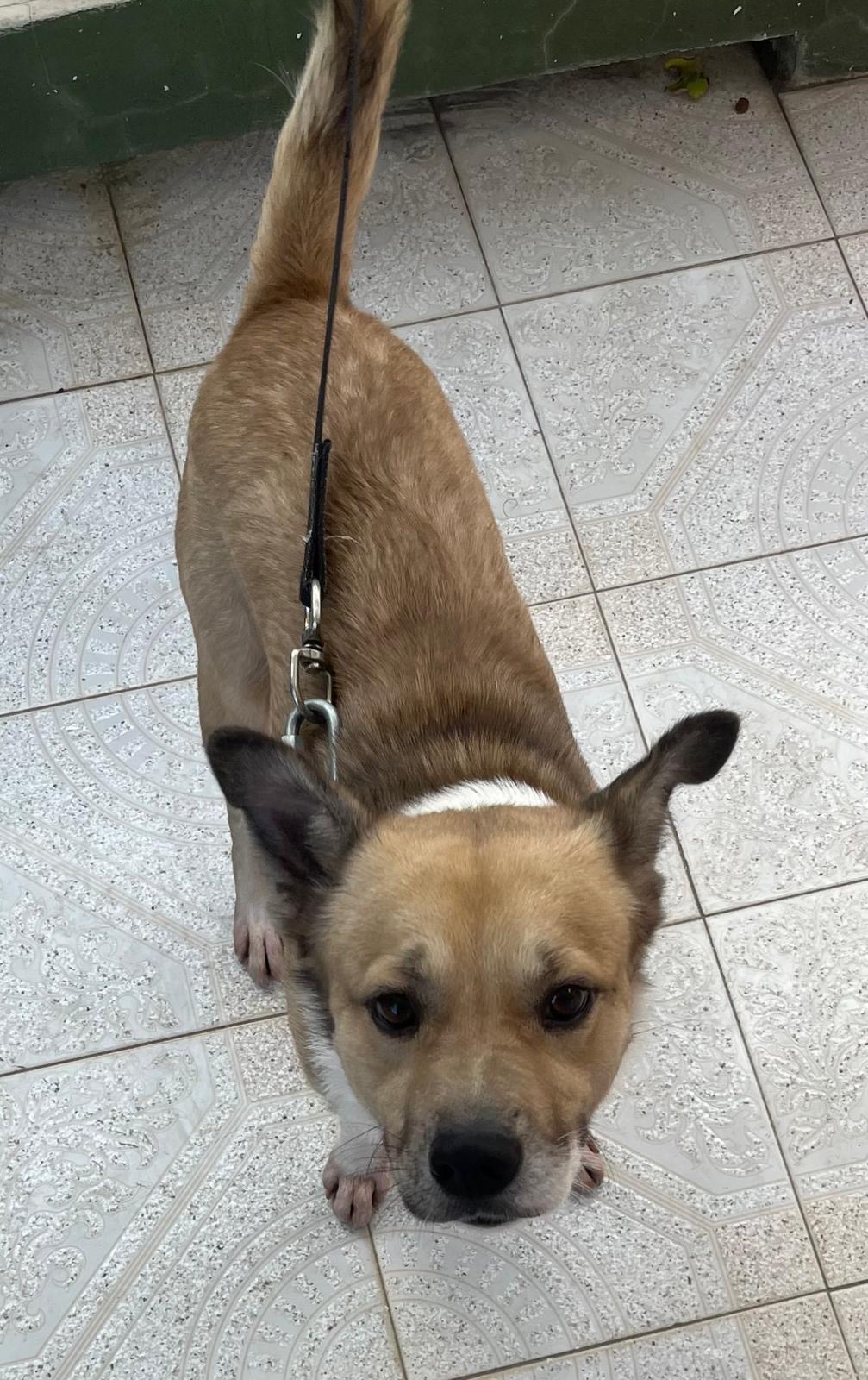 Enlarge SNOOPY “Little Peanut”, a Adoptable Terrier in Annapolis , MD image 4/5