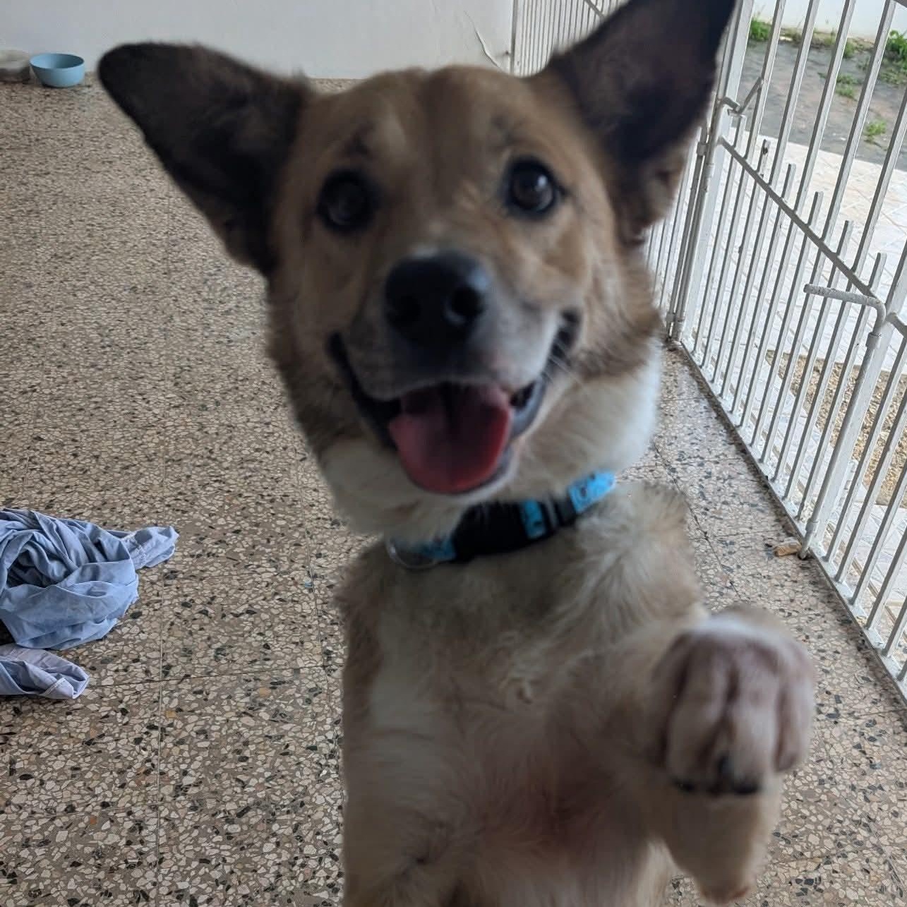 SNOOPY “Little Peanut”, Adoptable, Young Male Terrier.