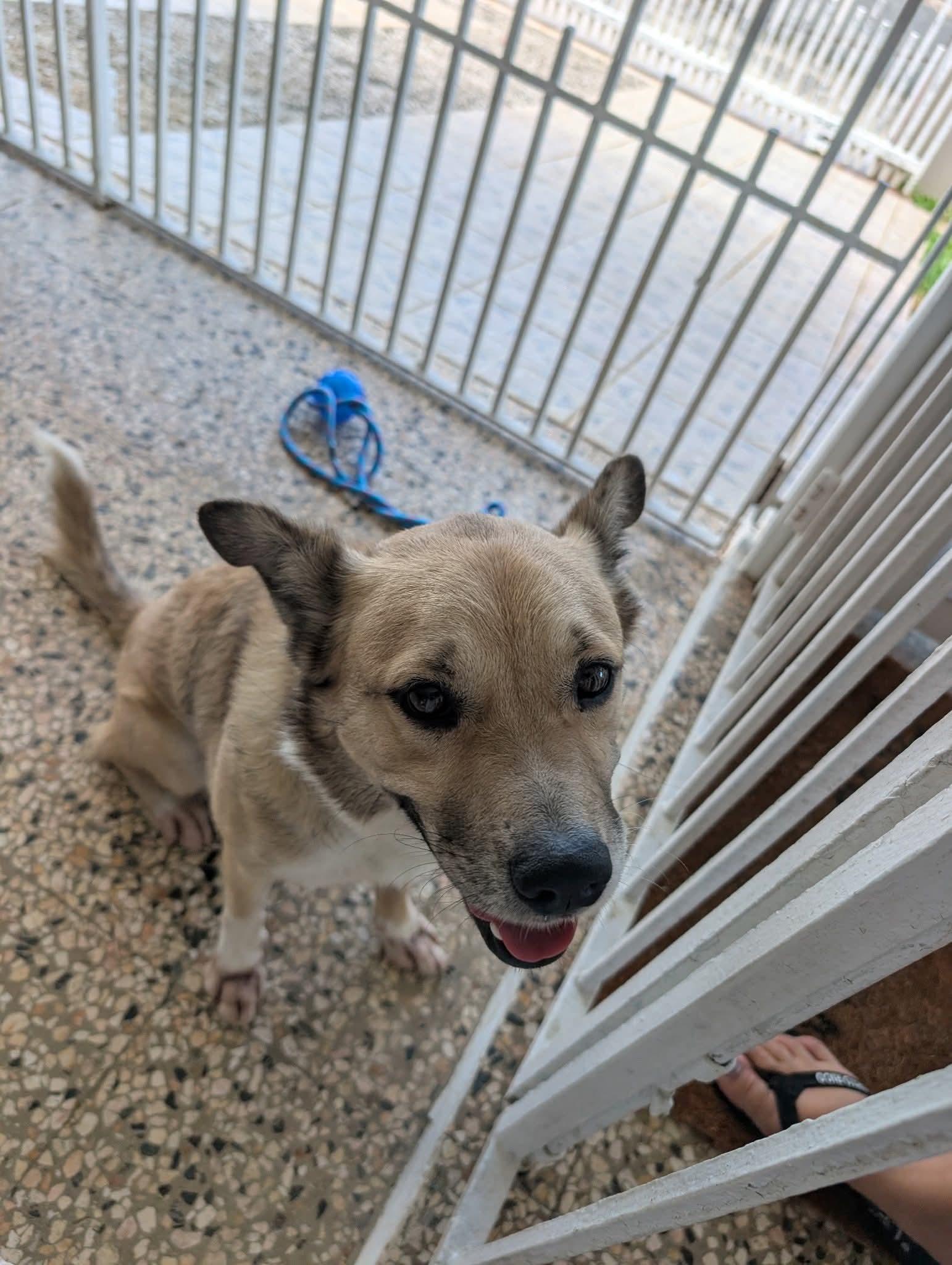 Enlarge SNOOPY “Little Peanut”, a Adoptable Terrier in Annapolis , MD image 5/6