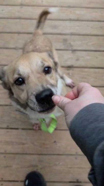Enlarge Snoopy, a Adoptable Terrier in Uncasville, CT video 6/6