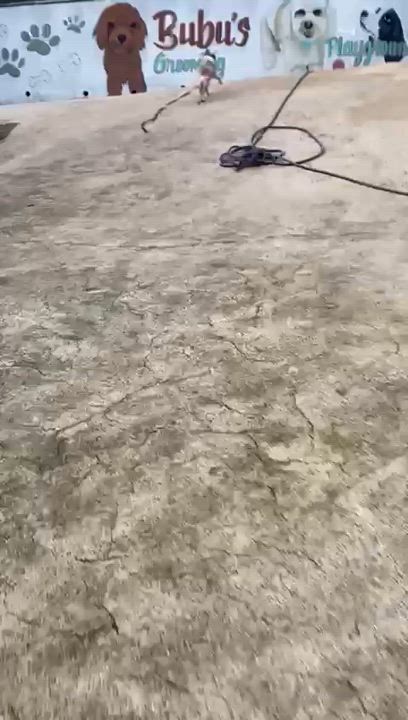 Enlarge SNOOPY “Little Peanut”, a Adoptable Terrier in Annapolis , MD video 5/5