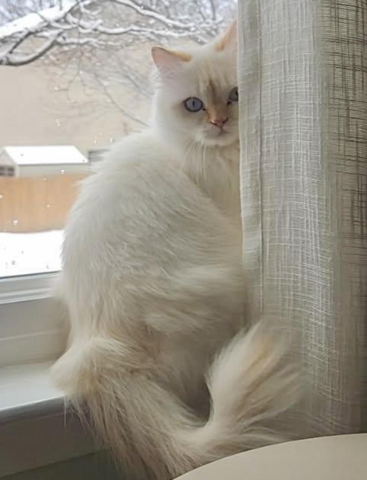 Lina, a ADOPTABLE Persian in Allentown, NJ image 3/5