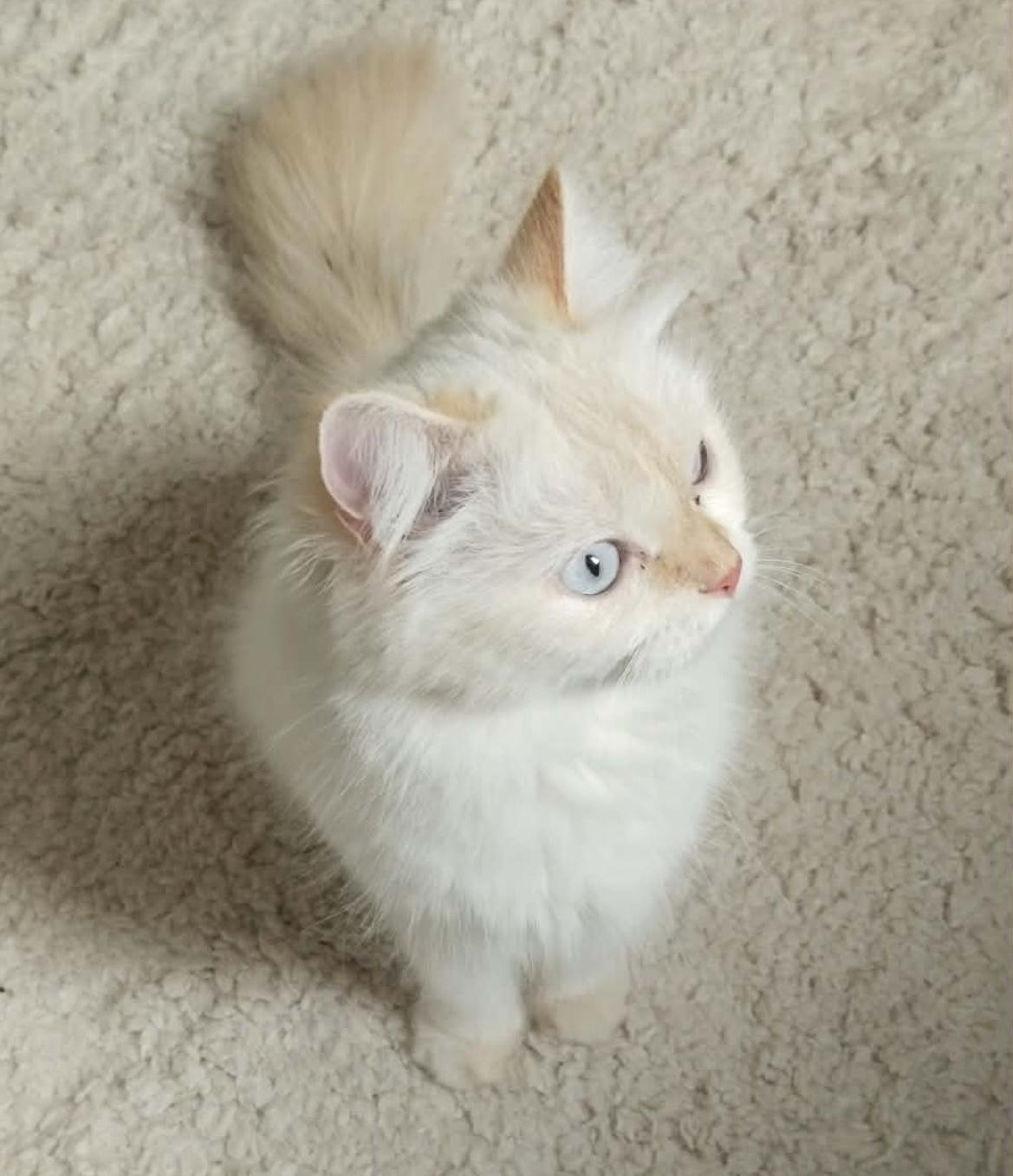 Lina, a ADOPTABLE Persian in Allentown, NJ image 4/5