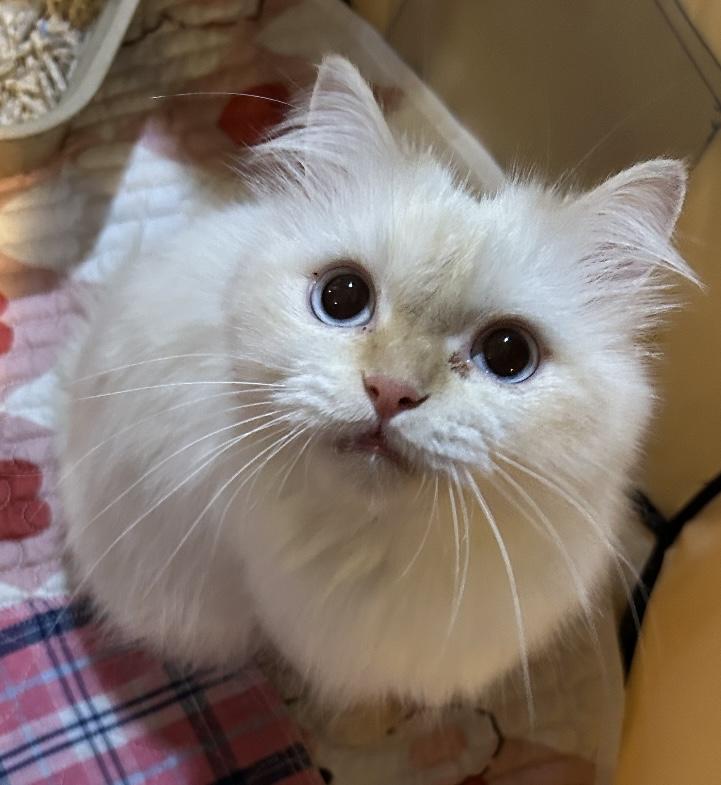 Lina, a ADOPTABLE Persian in Allentown, NJ image 5/5