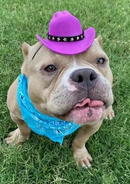 Meatball, a ADOPTABLE Bulldog in Dripping Springs, TX image 2/3