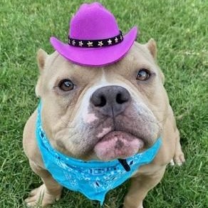 Meatball, ADOPTABLE, Adult Male Bulldog.