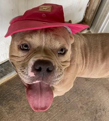 Meatball, a ADOPTABLE Bulldog in Dripping Springs, TX image 3/3