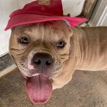 Enlarge Meatball, a Adoptable Bulldog in Dripping Springs, TX image 2/3
