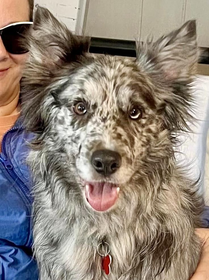 Annie - adopted, Adopted, Adult Female Border Collie.