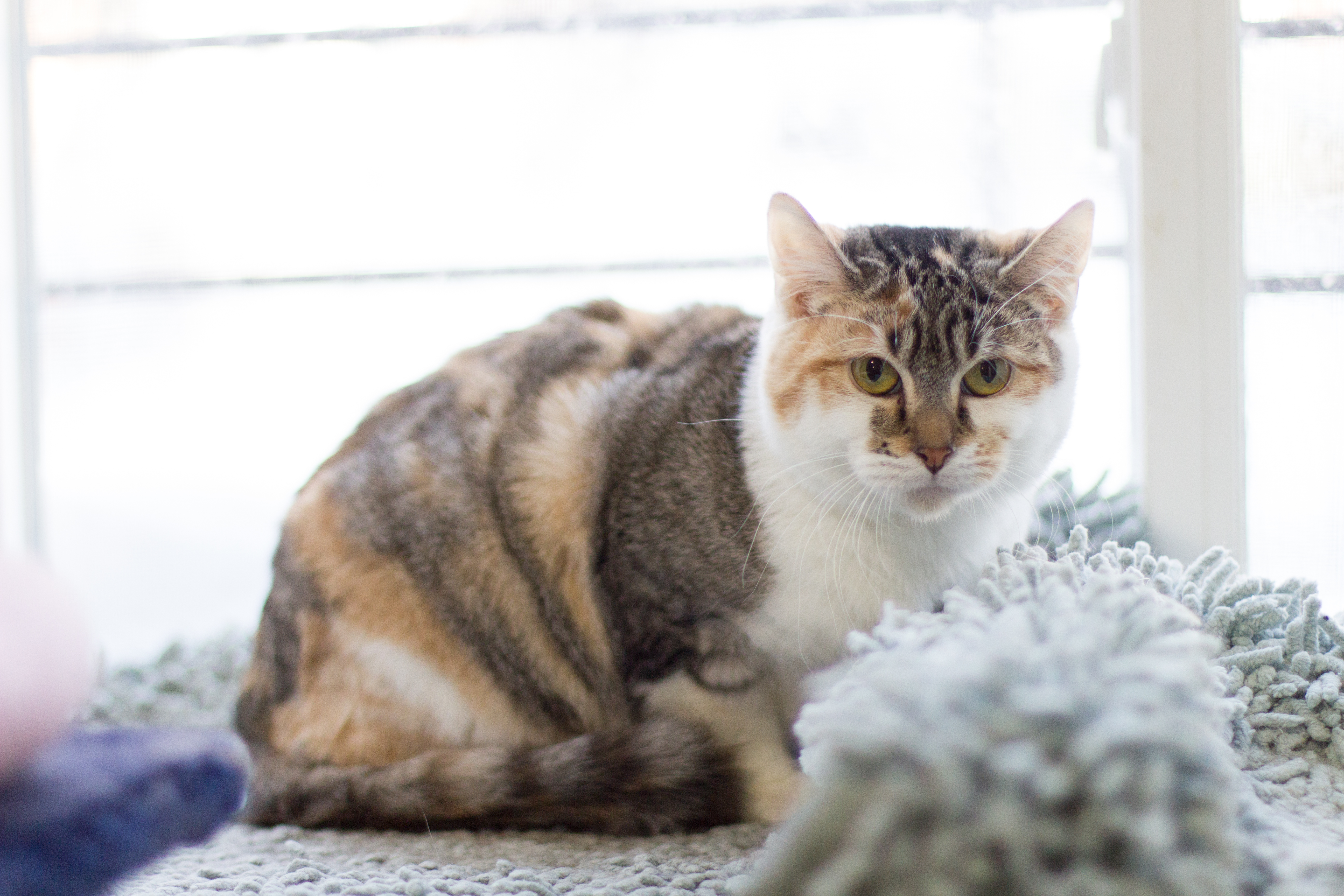 Enlarge Barbie, a Adoptable Calico in Chicago, IL image 1/3