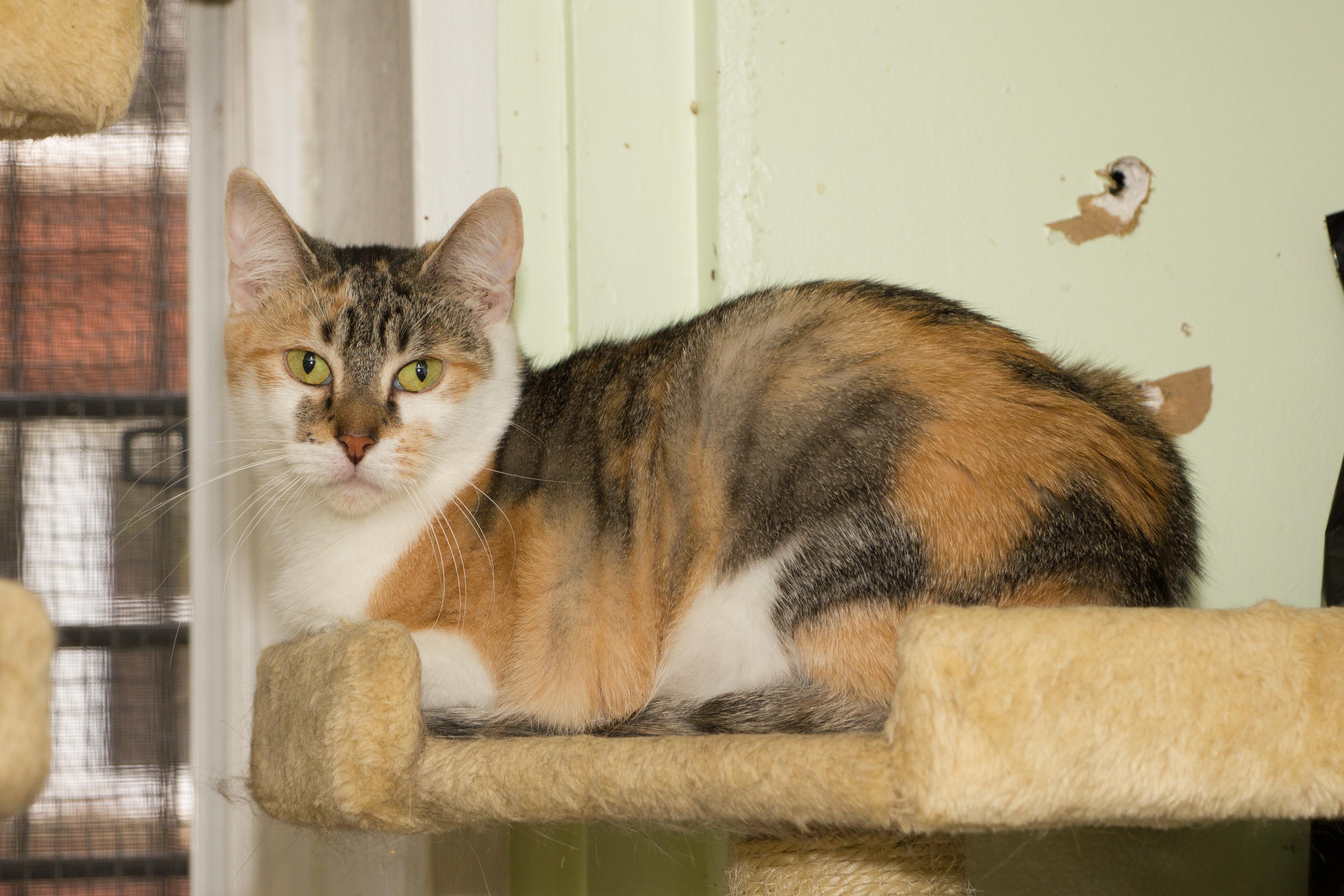 Enlarge Barbie, a Adoptable Calico in Chicago, IL image 3/3