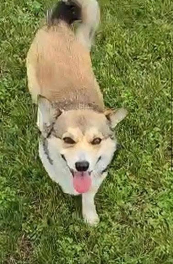 Enlarge Rory McIlroy, a Adoptable mixed breed in Neosho, MO image 1/1