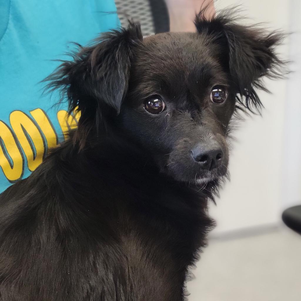 Tinker, Adoptable, Adult Female Papillon.