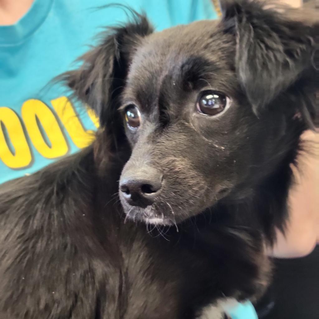 Tinker, a Adoptable Papillon in Manhattan, KS image 2/2