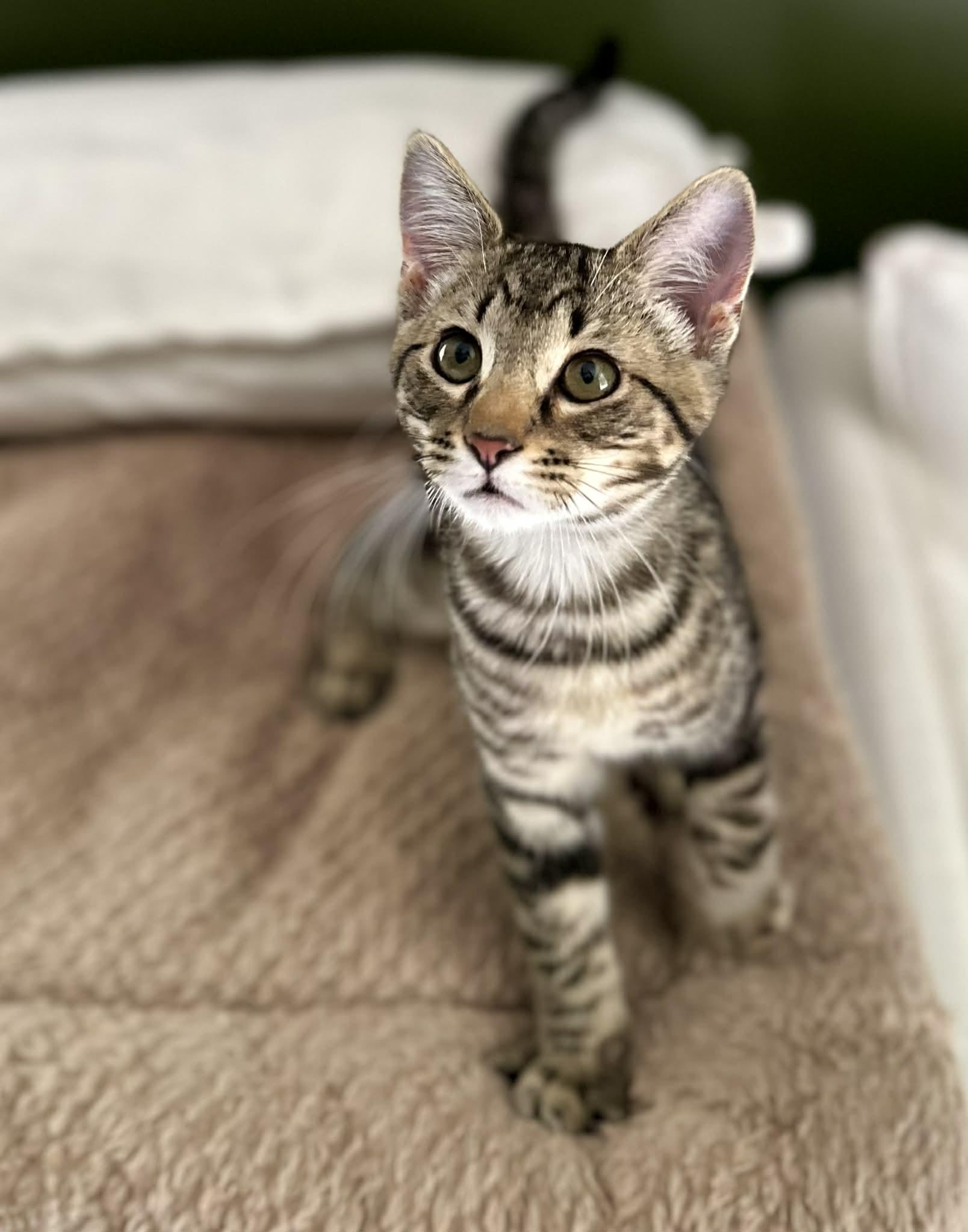 Toots, ADOPTABLE, Young Male Domestic Short Hair.