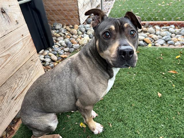 TIZZIE, Adoptable, Young Female Pit Bull Terrier & Siberian Husky.